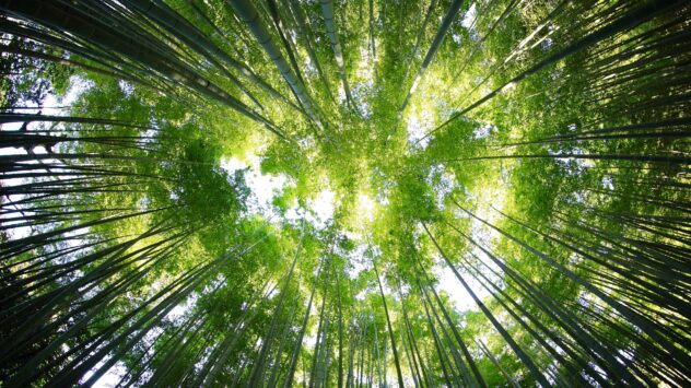 How Bamboo Building Can Cool the Climate