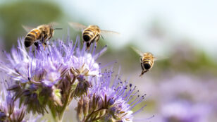 This City Just Set Aside 1,000 Acres to Save Honey Bees