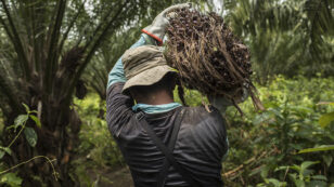 Why Is Palm Oil Cultivation Replacing Subsistence Farming in Guatemala?