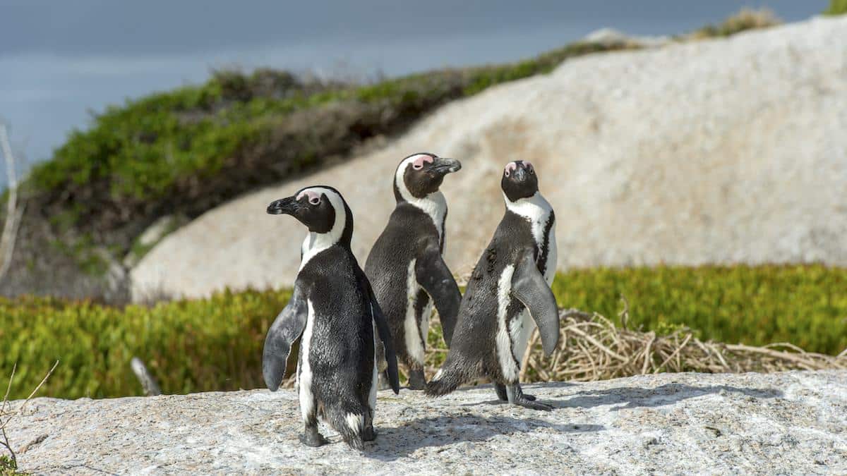 African penguins in Cape Town, South Africa.