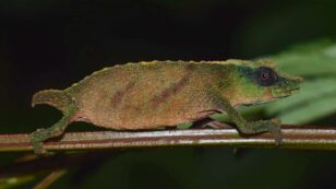 Extremely Rare Chameleon Found Alive, for Now
