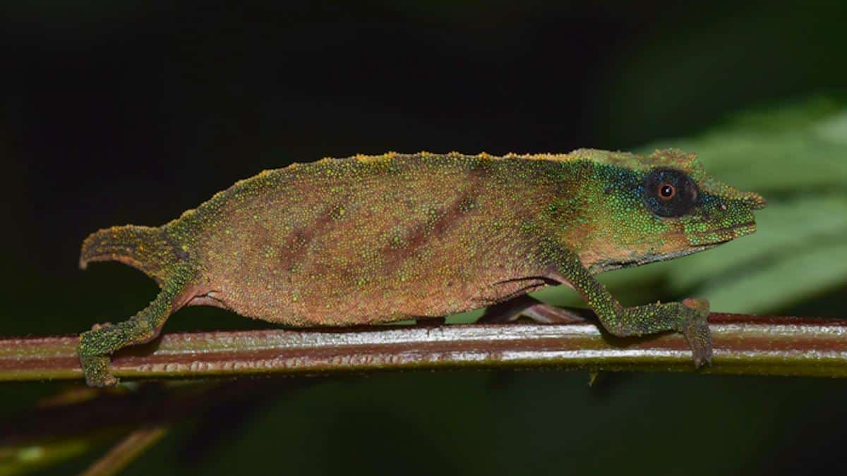 <wbr />Chapman's pygmy chameleon.