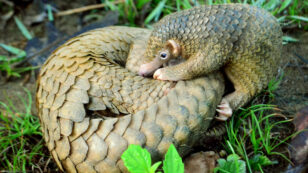 Conservation ‘Game-Changer’: China Removes Pangolin Scales From Traditional Medicine List
