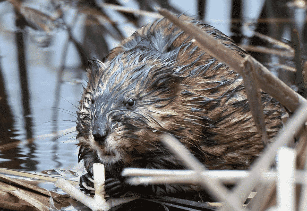A muskrat swims in Great Meadows National Wildlife Refuge in Concord, Massachusetts.