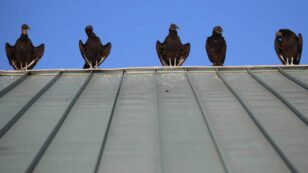 Black Vultures Menace Pennsylvania Town