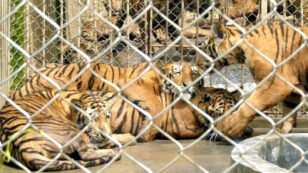 200 Farms in China Breed Tigers for Slaughter for Body Parts, Luxury Goods