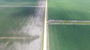 Illegal Herbicide Use on GMO Crops Causing Massive Damage to Fruit, Vegetable and Soybean Farms