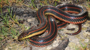 Rainbow Snake Spotted in a Florida County for the First Time Since 1969