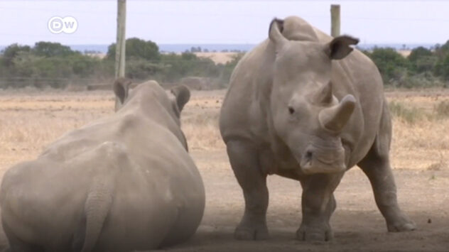 Scientists Fertilize Eggs From Last Northern White Rhinos