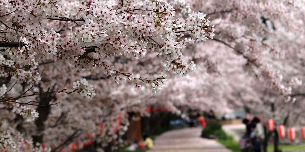 Cherry Blossoms Are Blooming Across Japan. It’s October.
