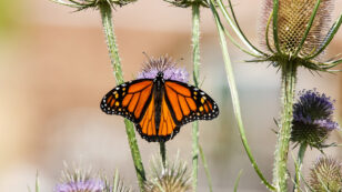 Monarch Butterfly Migration Could Collapse, Scientists Warn