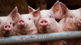50+ Groups Back Landmark Effort to Halt ‘Out of Control’ Factory Farming in Iowa