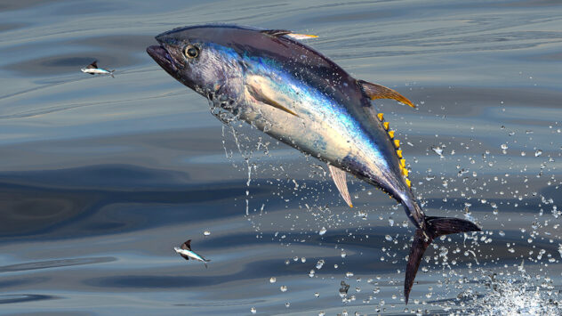 EcoWatch Exclusive: Ocean Conservation Expert Carl Safina on the Tuna That Sold for $3 Million