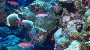 Could Artificial Reefs Save Our Oceans?