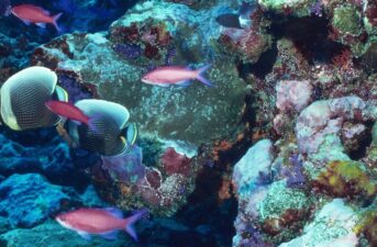 Could Artificial Reefs Save Our Oceans?