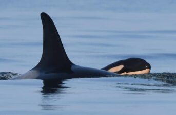 Orca Who Carried Dead Calf for 17 Days Gives Birth Again to ‘Robust and Lively’ Calf