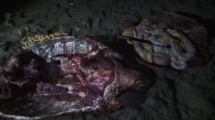 Poachers Attack Endangered Sea Turtle and Their Protectors