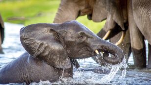 Botswana Lifts 5-Year Ban on Hunting Elephants