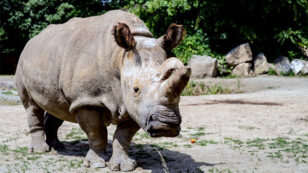 With Only 3 Northern White Rhinos Left in the World, Scientists Are Turning to Stem Cells to Save the Species
