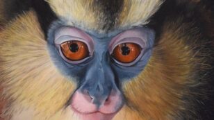 Stunning Paintings Send Strong Message on Need to Protect Primates