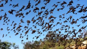 Here’s What Climate Change Will Mean for Bats