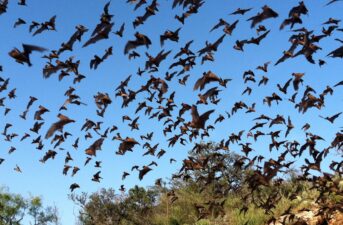 Here’s What Climate Change Will Mean for Bats