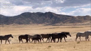 Slaughter of 90,000 Wild Horses Could Proceed Despite 80% Objection From American Public