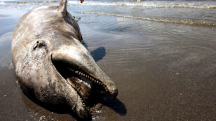 Oil Spills Can Disrupt Entire Aquatic Food Web, New Study Shows