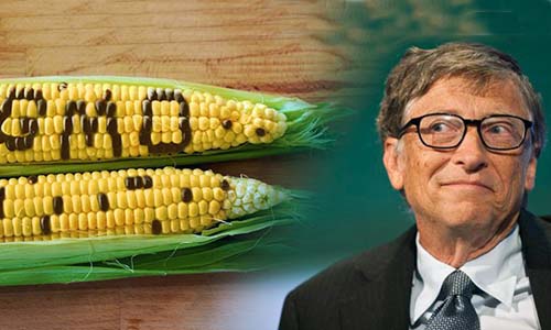 Is Bill Gates Right About GMOs?