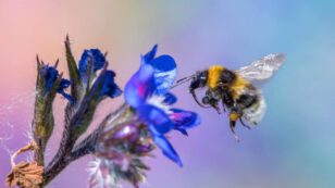 Undisclosed Ingredients in Roundup Are Lethal to Bumblebees, Study Finds