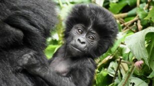 ‘Exciting’ Mountain Gorilla Population Increase, Census Reveals