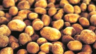 FDA Approves Genetically Engineered Potato