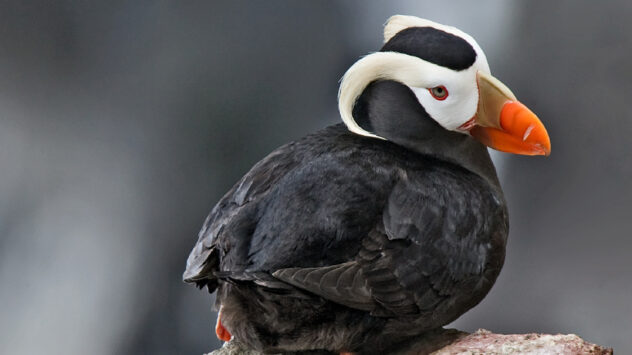 Climate Crisis Likely Caused Mass Die-Off of Tufted Puffins