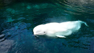 Another Beluga Dies at the Vancouver Aquarium, Just Days After Her Baby
