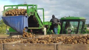 Climate Change Threatens Potato Chip Production, Global Food Storage