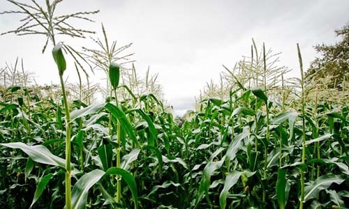 Organic Farmers Win GMO Fight in Jackson County, Oregon