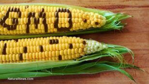 Conflicts of Interest Found in Many GMO Studies