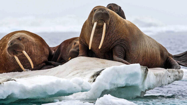Trump Administration Signs ‘Death Sentence’ For Pacific Walrus