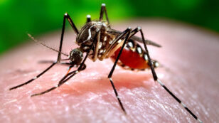 Climate Crisis Could Spread Dengue Fever Through Most of Southeast U.S.