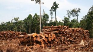 3 Ways the Marketplace Could End Rainforest Deforestation