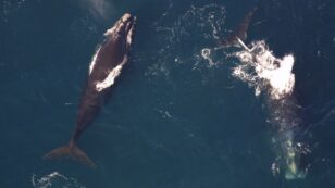 9 States Sue ‘Flat-Out Wrong’ Trump Administration Over Seismic Blasting in Atlantic
