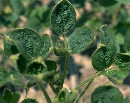 10 States Report Crop Damage From Illegal Dicamba Use on Monsanto’s GMO Seeds