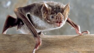 Vampire Bats Could Expand Their Range into U.S. as Climate Warms