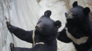 China Recommends Bear Bile to Treat COVID-19, Worrying Wildlife Advocates