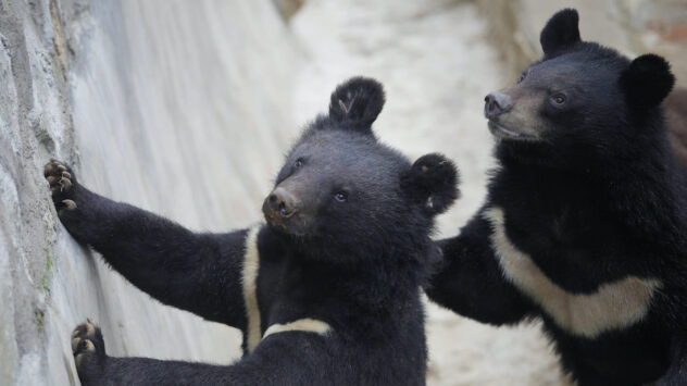 China Recommends Bear Bile to Treat COVID-19, Worrying Wildlife Advocates