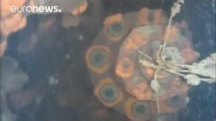 Video Shows Melted Nuclear Fuel Inside Fukushima Reactor