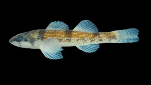 Small Colorful Fish Gets Endangered Species Protection