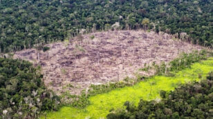 WWF: 60% of Global Biodiversity Loss Due to Land Cleared for Meat-Based Diets