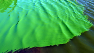 Field Test of GMO Algae Sparks Outrage
