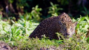 15,000 Wild Jaguars Left, Humans Must Work Together Across Borders to Protect